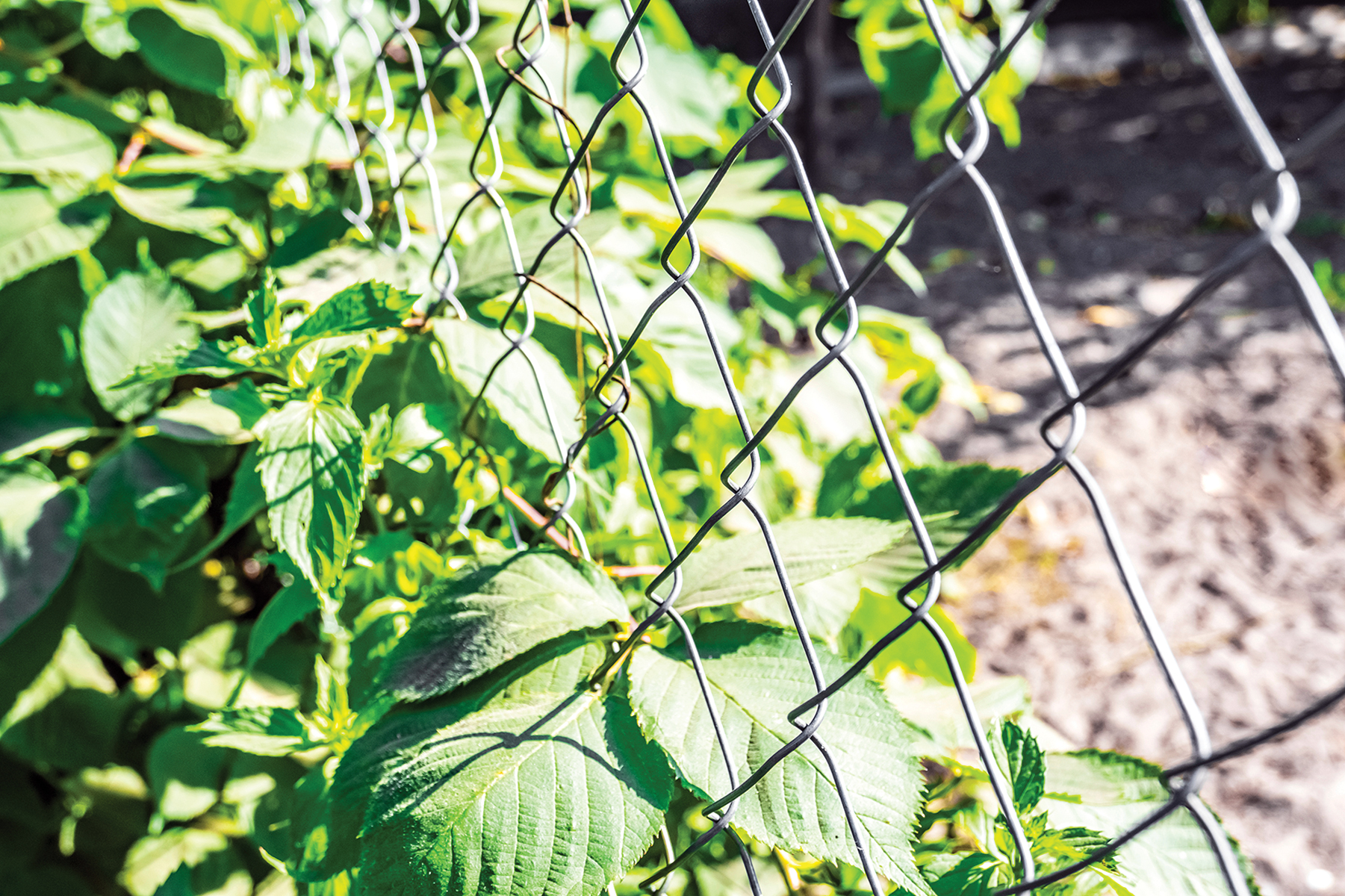 Does Galvanized Steel Contain Lead? Mother Earth News